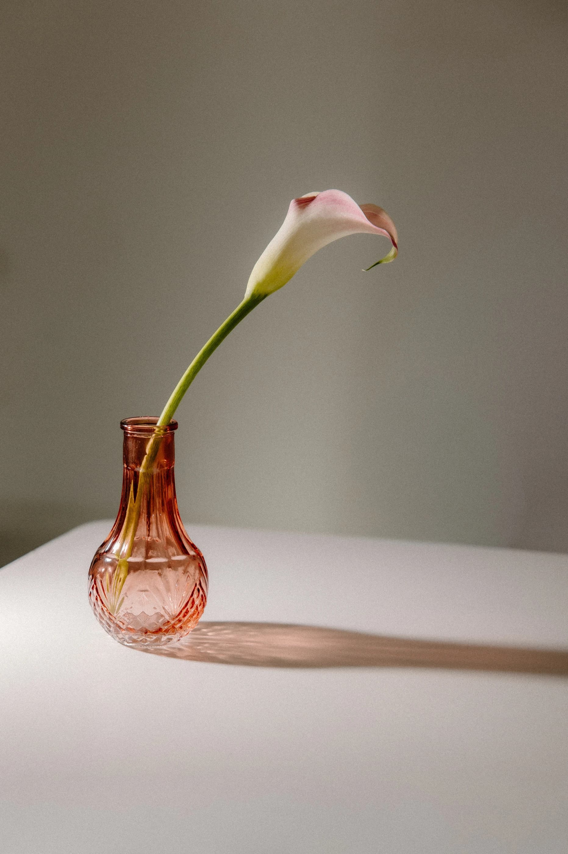 Beauty In the Light brand photography